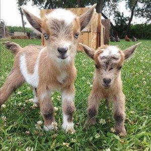 Meet your Posher, Reinalyse